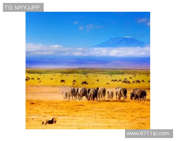 探索阿拉巴的魅力与神秘:一场文化与自然的奇妙之旅 探索阿拉巴的魅力与神秘:一场文化与自然的奇妙之旅